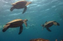 Private Biologist-Led Sea'fari (up to 10 passengers)