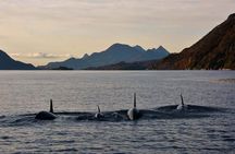 Lofoten RIB Sea Eagle Safari Trollfjord Cruise