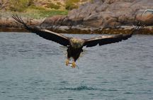 Lofoten RIB Sea Eagle Safari Trollfjord Cruise