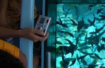 Family Fun-Speed Tubing & Glass Bottom Boat Activity, Montego Bay
