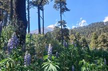 Hiking Tour on the Pico de Orizaba Volcano