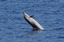 Dolphin Watching Tour with Snorkeling from Olbia