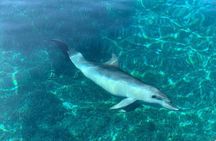 Dolphin Watching Tour with Snorkeling from Olbia