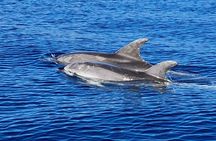 Dolphin Watching Tour with Snorkeling from Olbia