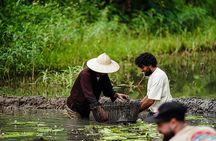 Ninh Binh eco group tour - Buffalo riding, rice planting, fishing