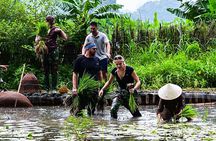 Ninh Binh eco group tour - Buffalo riding, rice planting, fishing