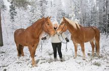 Tour to Aurora Horses Farm with Charming Finnhorses