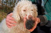 Truffle Hunting and tasting