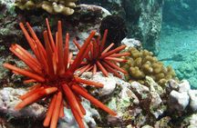 5-Hour Kona Private Boat Charter
