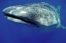 5-Hour Kona Private Boat Charter