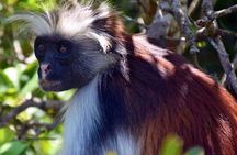 2 days tour from Jozani forest to Stone town zanzibar