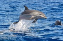Dolphin Watching Boat Excursion to Figarolo Island from Olbia