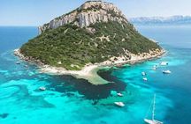 Dolphin Watching Boat Excursion to Figarolo Island from Olbia