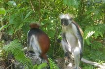 Jozani Forest, Kuza Cave, Paje Beach and The Rock Restaurant 