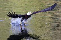 VIP Private Alaska Native Excursion (Cultural, Scenic Experience)
