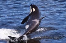 VIP Private Alaska Native Excursion (Cultural, Scenic Experience)