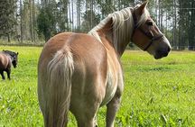 Tour to Aurora Horses Farm with Charming Finnhorses