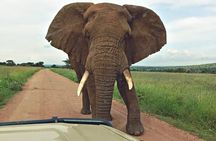 5-Day Camping Safari | Tarangire | Ngorongoro | Serengeti