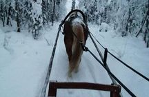 Traditional Finnhorse Sleigh Ride at SCV (3km)