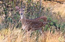 Wasgamuwa National Park Safari | Jeep with Tickets