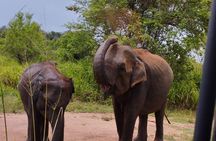 Sigiriya, Dambulla and Minneriya National Park Private Tour In