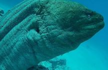 Orange Bay Snorkeling Adventure by HurghadaToGo