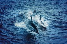 Whale & Dolphin Watching Tour, Galle, Unawatuna, Koggala Weligama