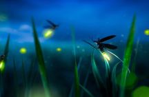 Kuala Selangor Firefly Blinkings Private Tour with Seafood Dinner