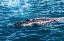 Whale & Dolphin Watching Tour, Galle, Unawatuna, Koggala Weligama