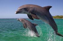 Dolphin Discovery Adventure in Hurghada