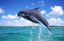 Private Tour to Dolphins house Sea hero of Egypt snorkeling 