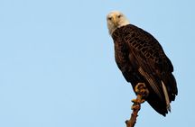 Photograph low country wildlife with a professional photographer