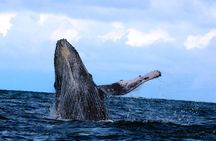 2 days 1 night | Bahía Málaga: Humpback Whale Watching