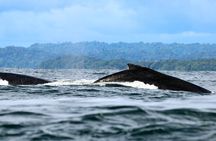 Bahía Málaga: Humpback Whale Watching in Cali - Colombia