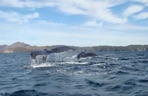 Whales Tour from La Paz