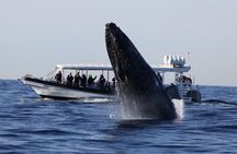 Whale Watching on Speed Boat with canopy from Sydney Harbour