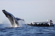 Whale Watching on Speed Boat with canopy from Sydney Harbour