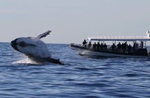 Whale Watching on Speed Boat with canopy from Sydney Harbour
