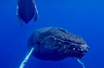 4-Hour Private Charter Adventures in Kona Coast 