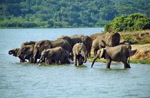 Full Day Shared Akagera Safari Tour with Lunch and Coffee