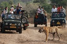 3-Hour Shared Safari in Ranthambore National Park
