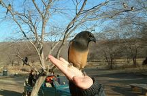 3-Hour Shared Safari in Ranthambore National Park