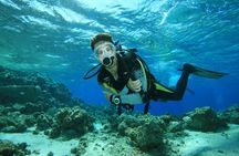 Try Scuba Diving Experience in Fujairah