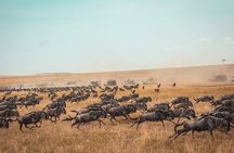 6 Days Luxury Migration Safari-Northern Tanzania