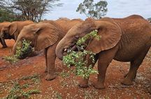 Nairobi National Park & Elephant Orphanage Day Tour 