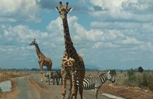 Tour Elephant Orphanage & Nairobi National park