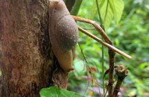 Cat Ba National Park Full Day Trekking Tour to Viet Hai Village
