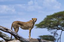 6 Days Luxury Migration Safari-Northern Tanzania