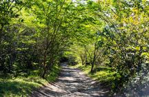 Half-Day Buggy Guided Adventure for Amber Cove and Taino Bay