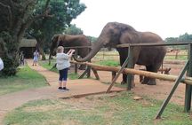 Elephant Sanctuary Tour From Johannesburg